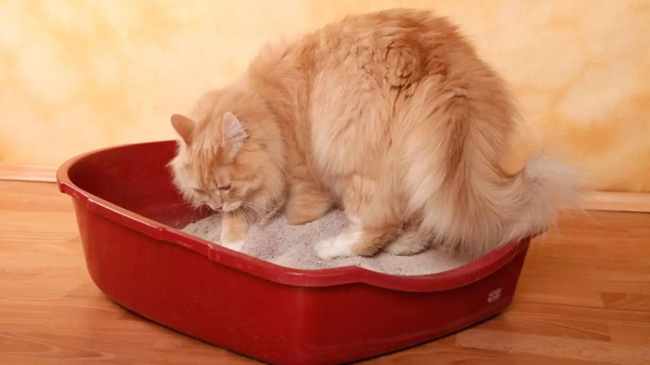21-common-cat-behaviors-and-what-they-mean_15