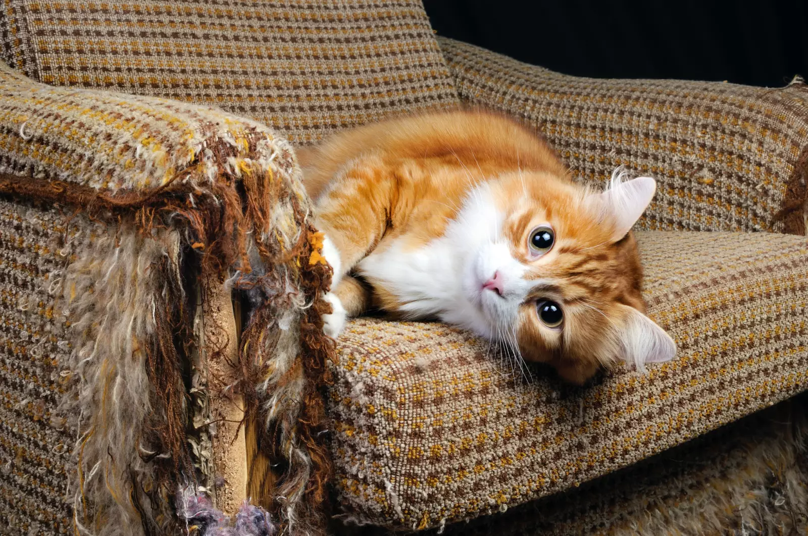 21-common-cat-behaviors-and-what-they-mean_16