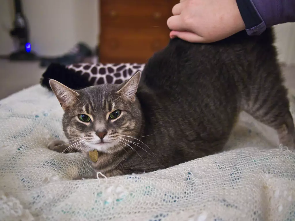 21-common-cat-behaviors-and-what-they-mean_17
