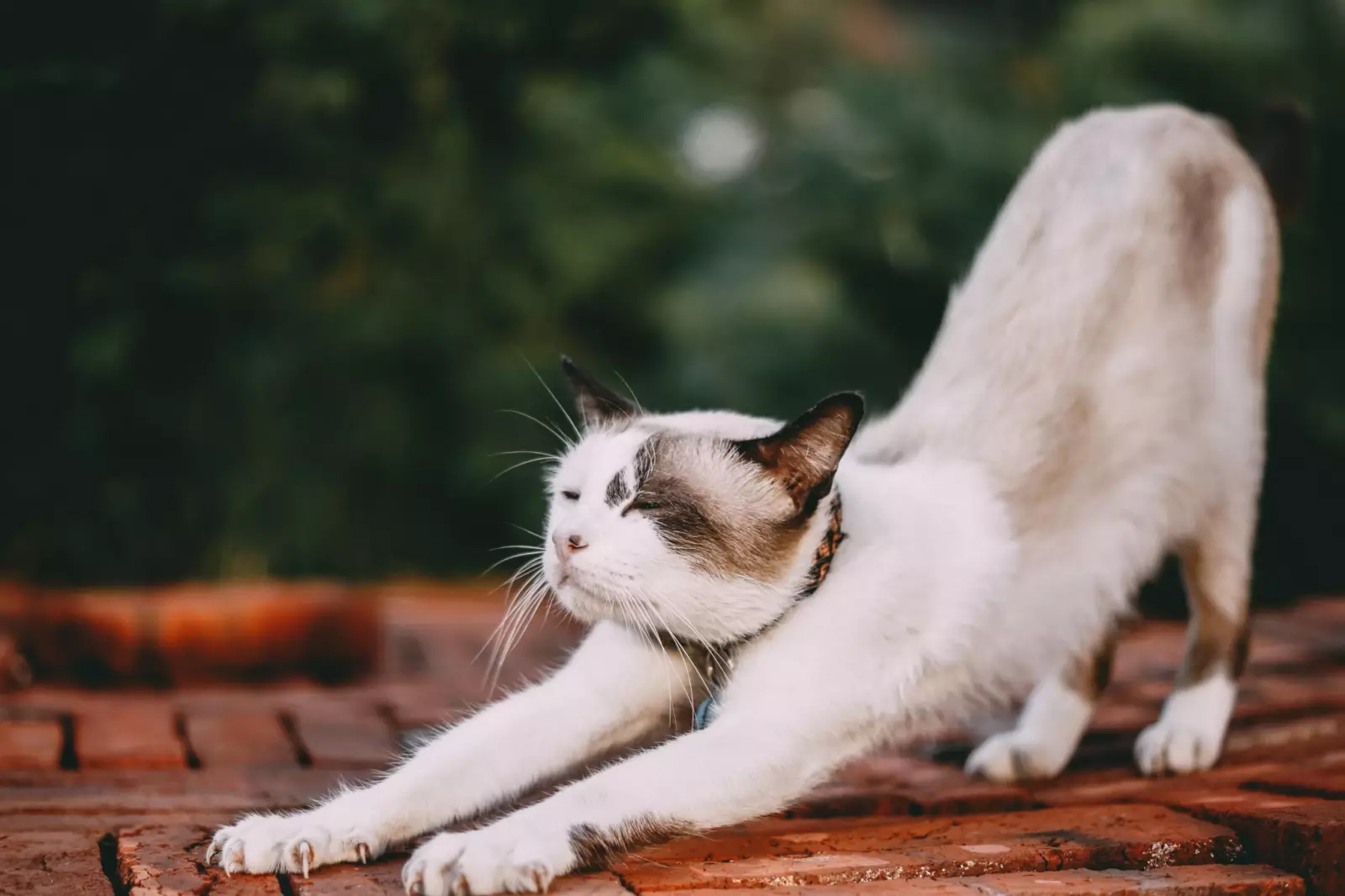 21-common-cat-behaviors-and-what-they-mean_18