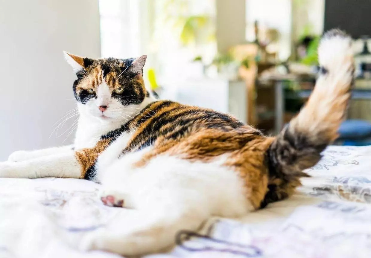 21-common-cat-behaviors-and-what-they-mean_19