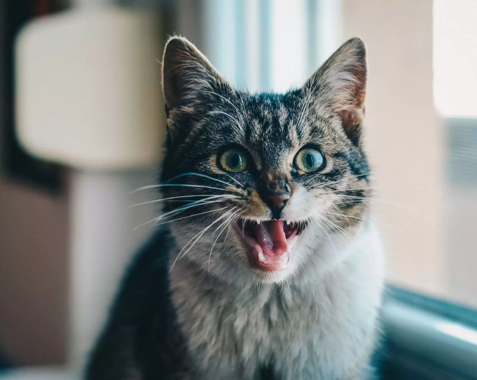 21-common-cat-behaviors-and-what-they-mean_20