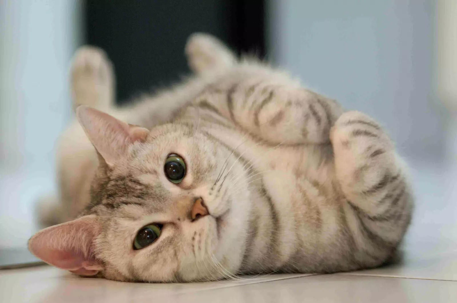 21-common-cat-behaviors-and-what-they-mean_21