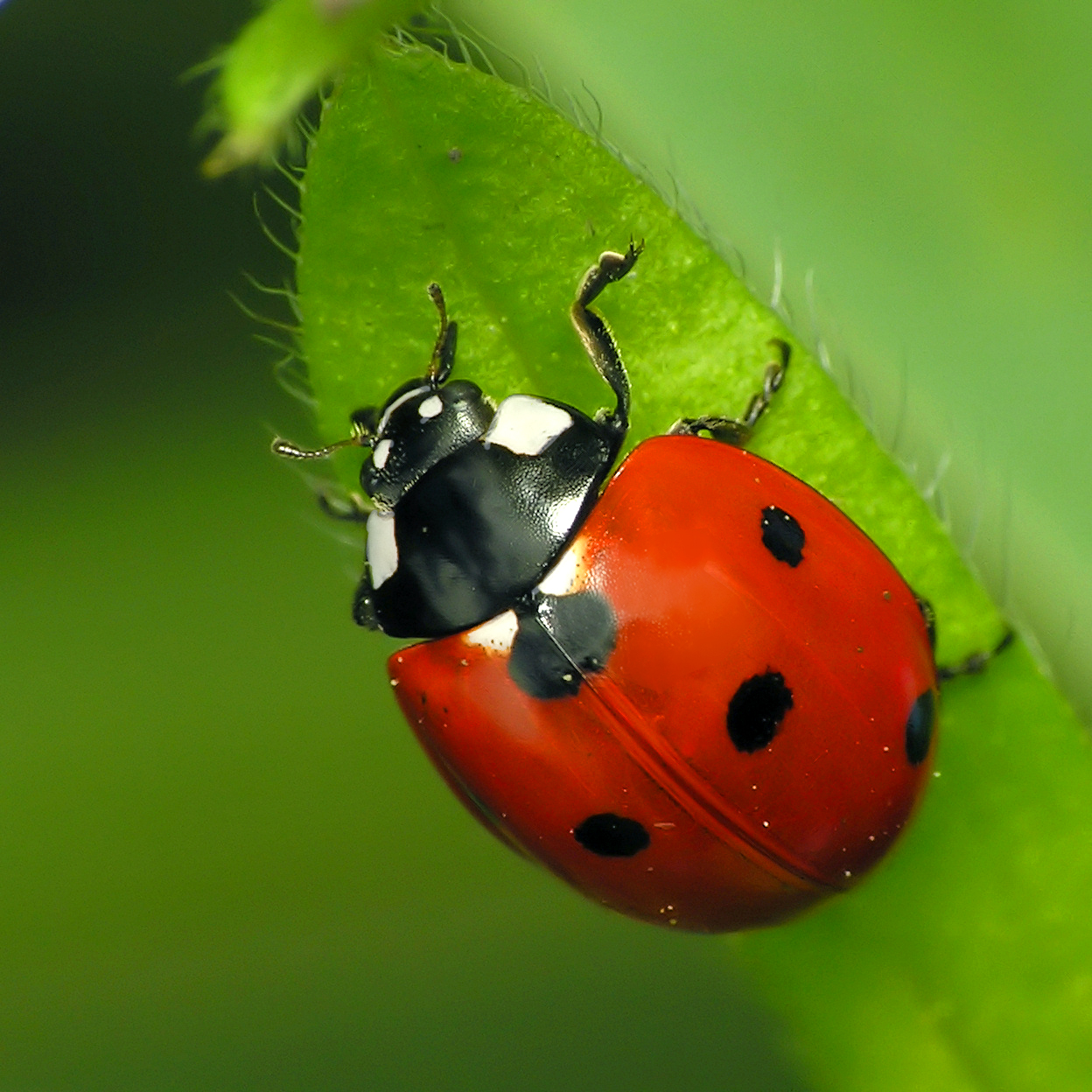 7-spotted-ladybug-coccinella-septempunctata