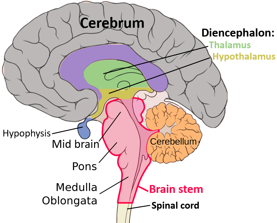 basic_structures_of_the_brain_highlighted