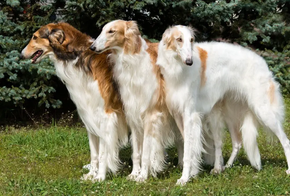 borzoi-colors-2