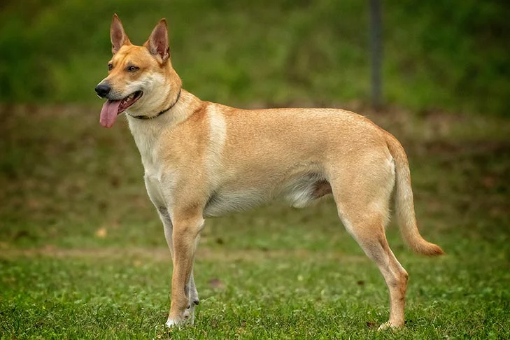 carolina-dog-standing-outdoors