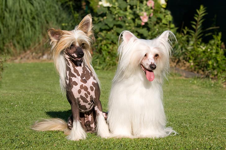chinese-cresteds-one-hairless-and-one-powderpuff