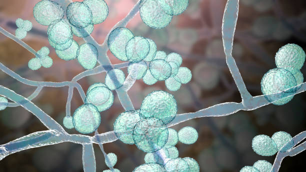 candida-auris-fungi-emerging-multidrug-resistant-fungus-3d-illustration