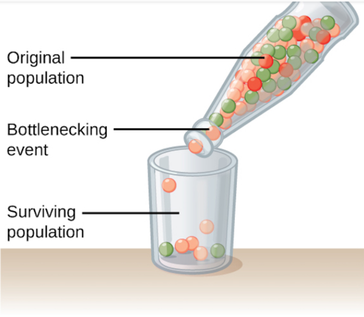 openstax-rice-university