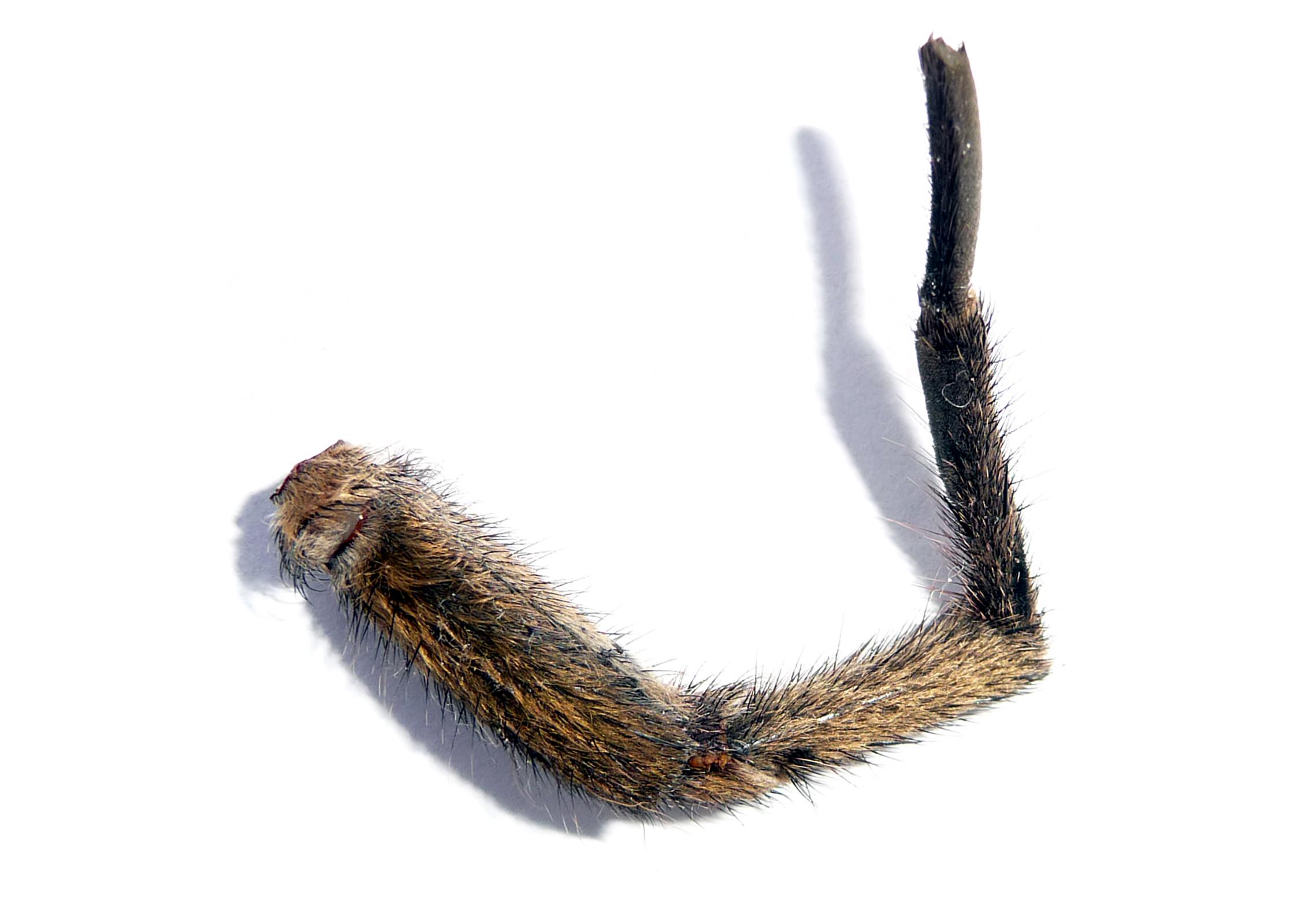 pata_de_arana_peluda-hairy_spiders_leg