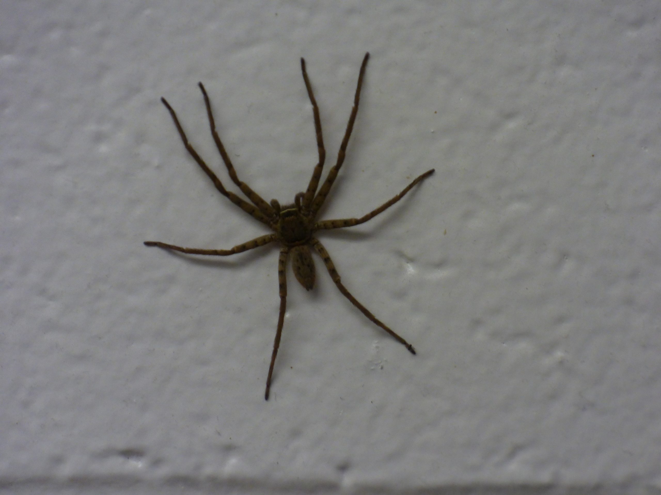 starr-170617-0628-casuarina_equisetifolia-with_cane_spider_on_wall-charlie_barracks_sand_island-midway_atoll_36316970876