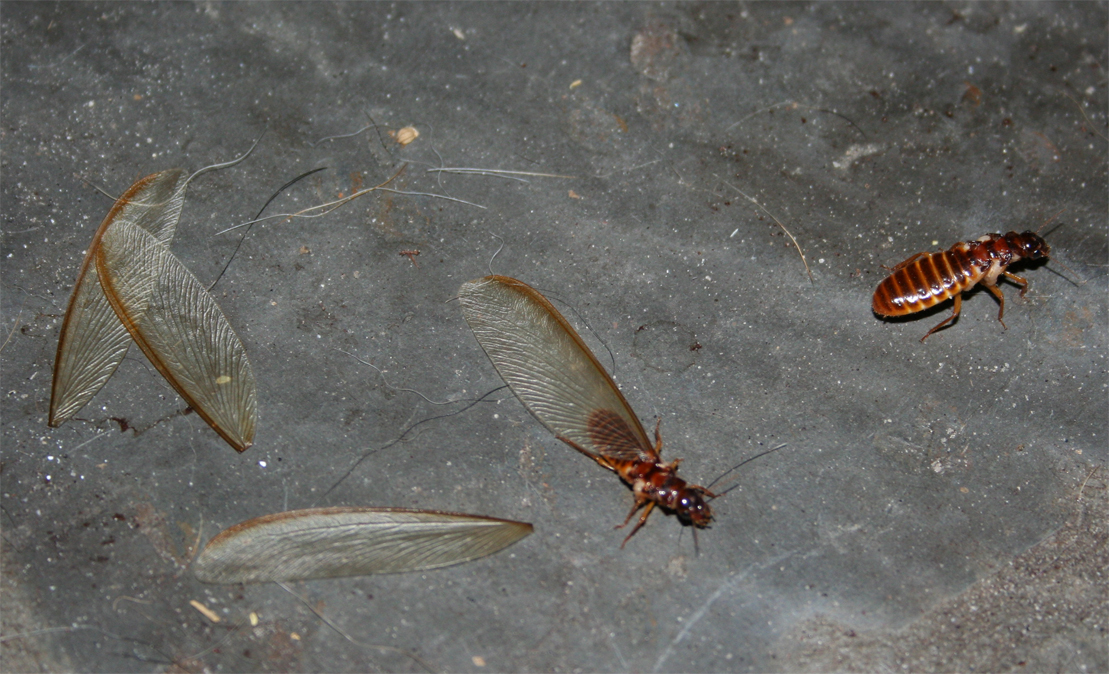 termites_shedding_wings