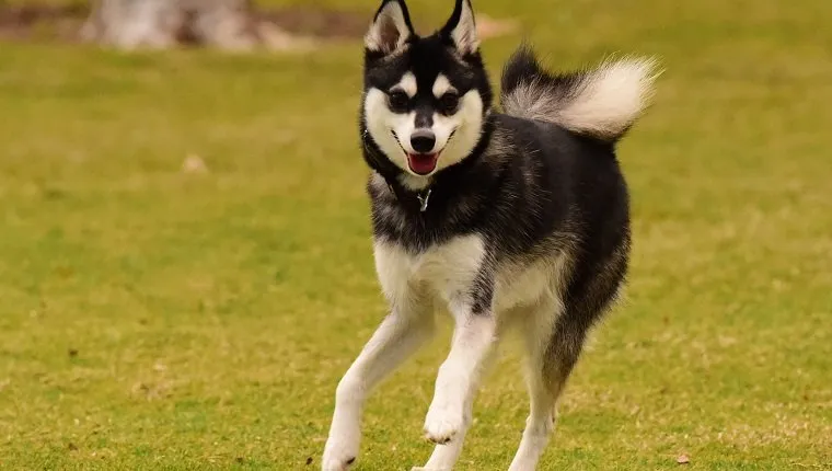 alaskan-klee-kai-breed-pictures-cover