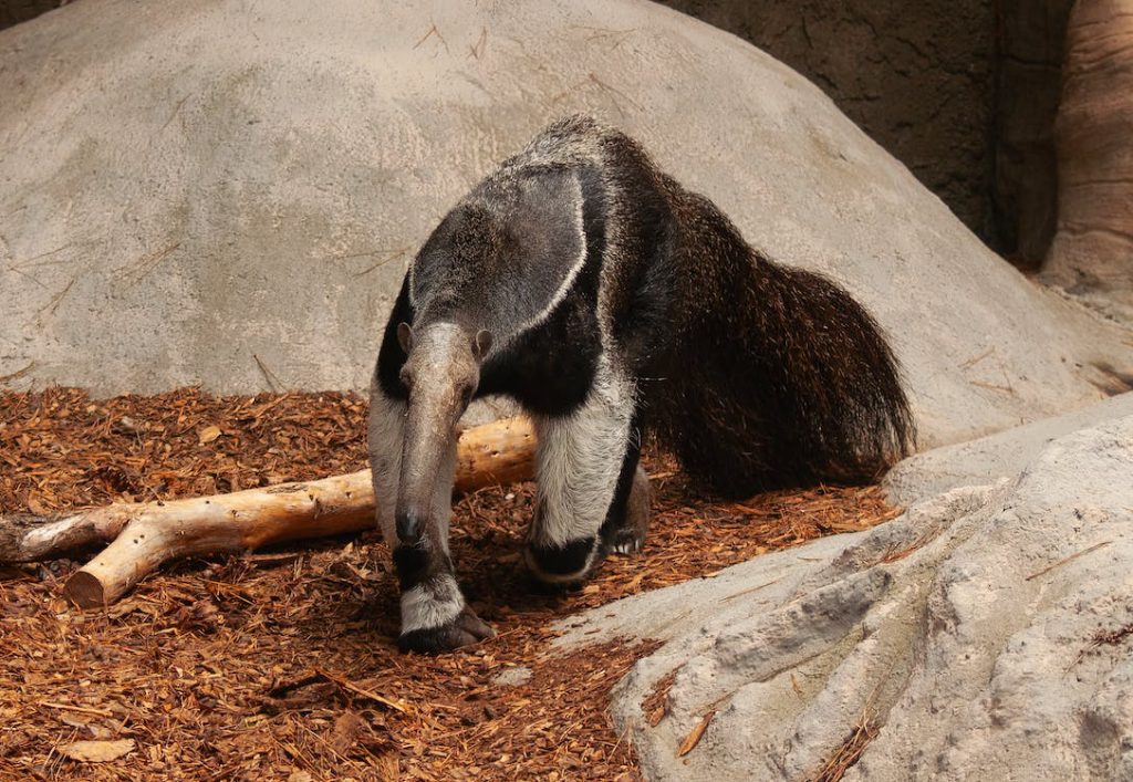 anteater