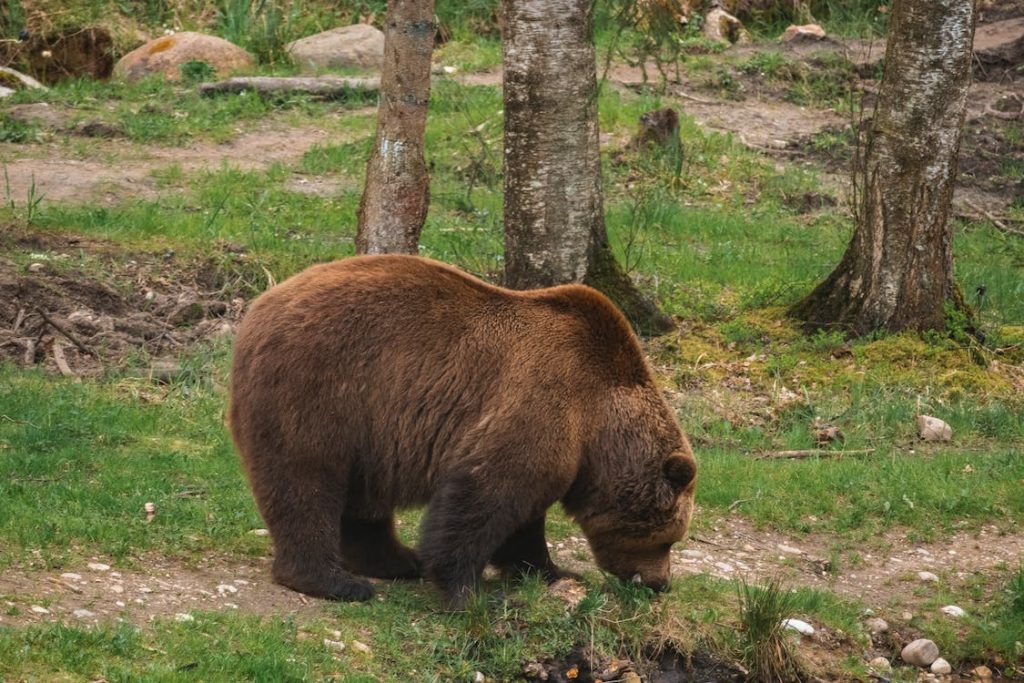 bear-2