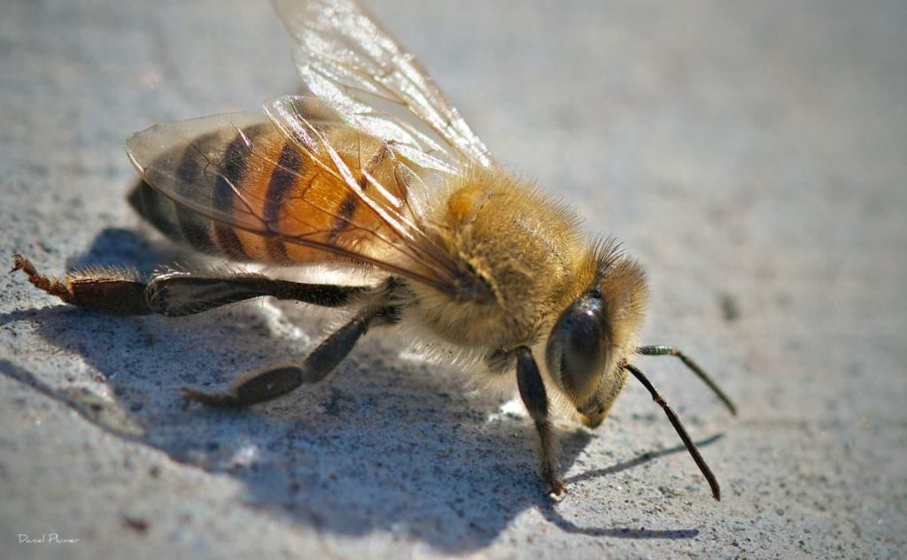 bee