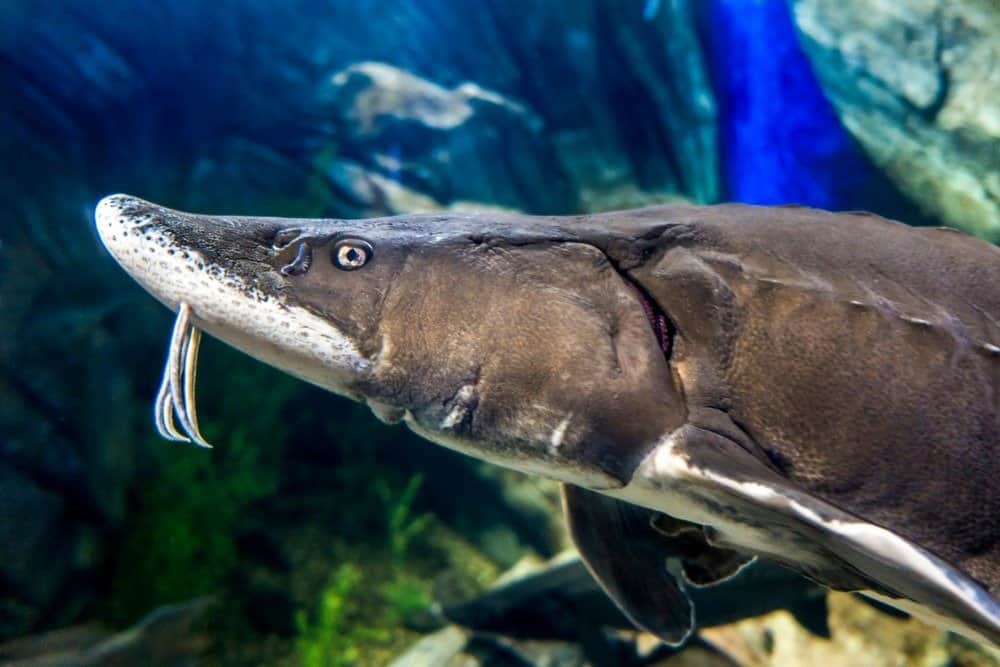 beluga-sturgeon-5