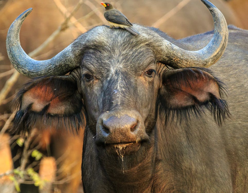 buffalo