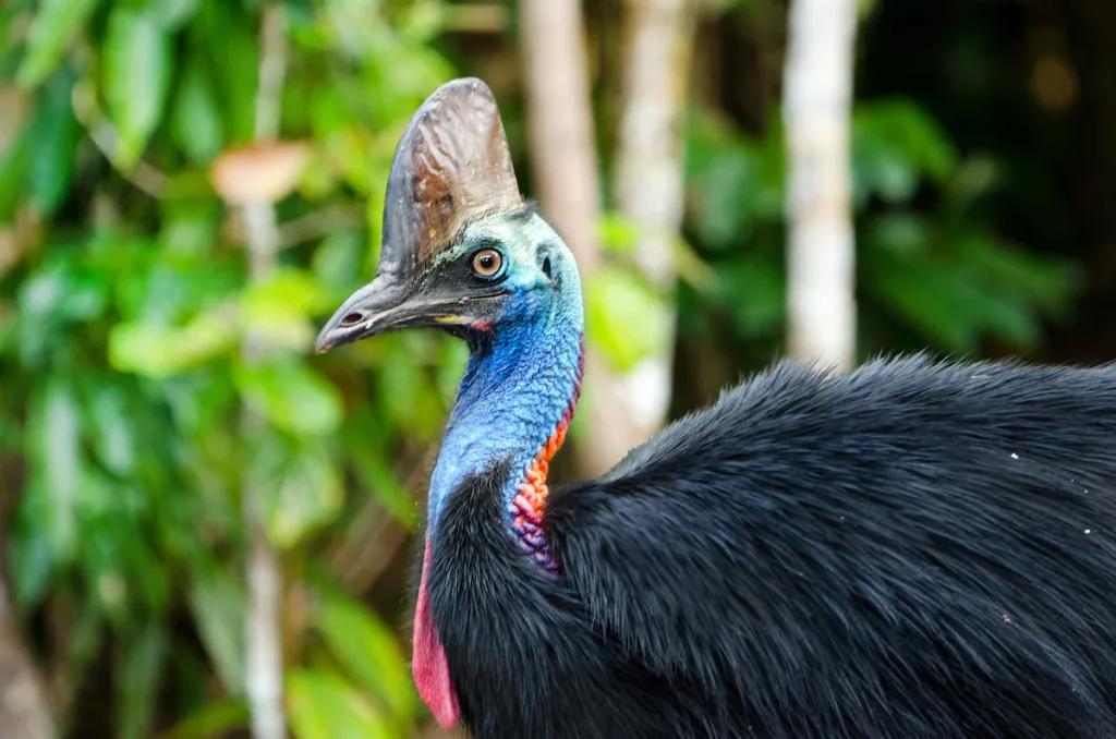 cassowary