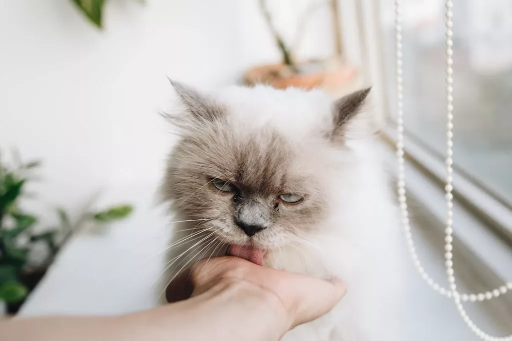 cat-5