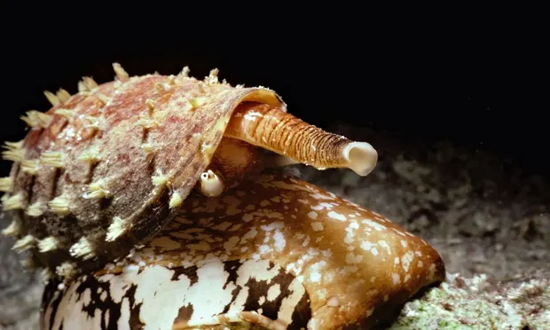 cone-snail