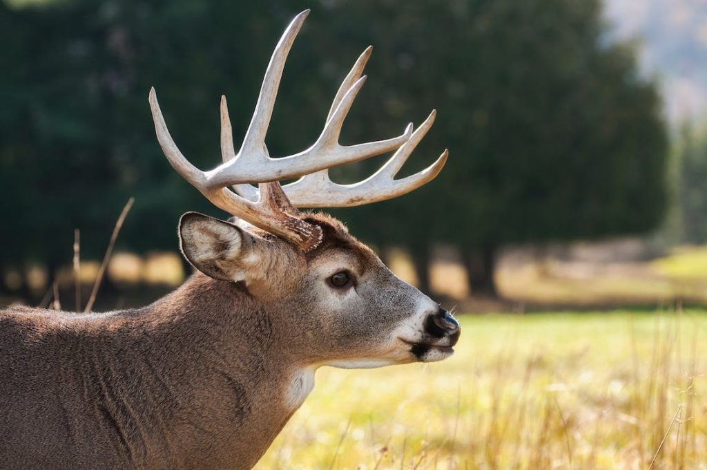 deer-2