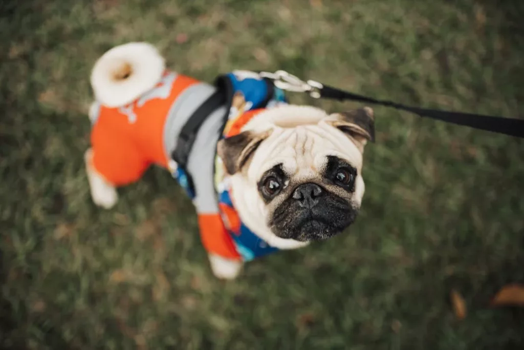 dog-12