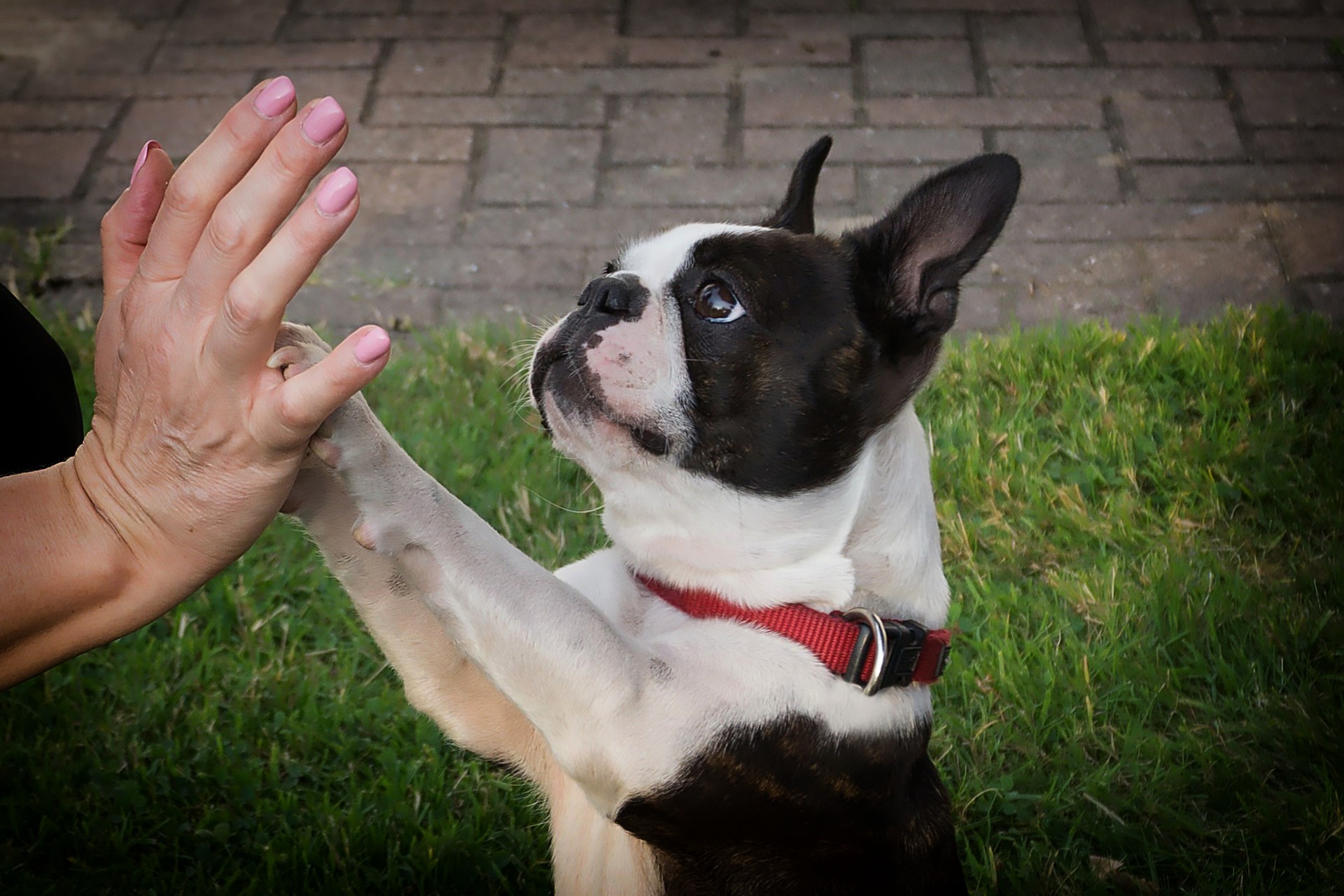 dog-g91f3c2632_1920
