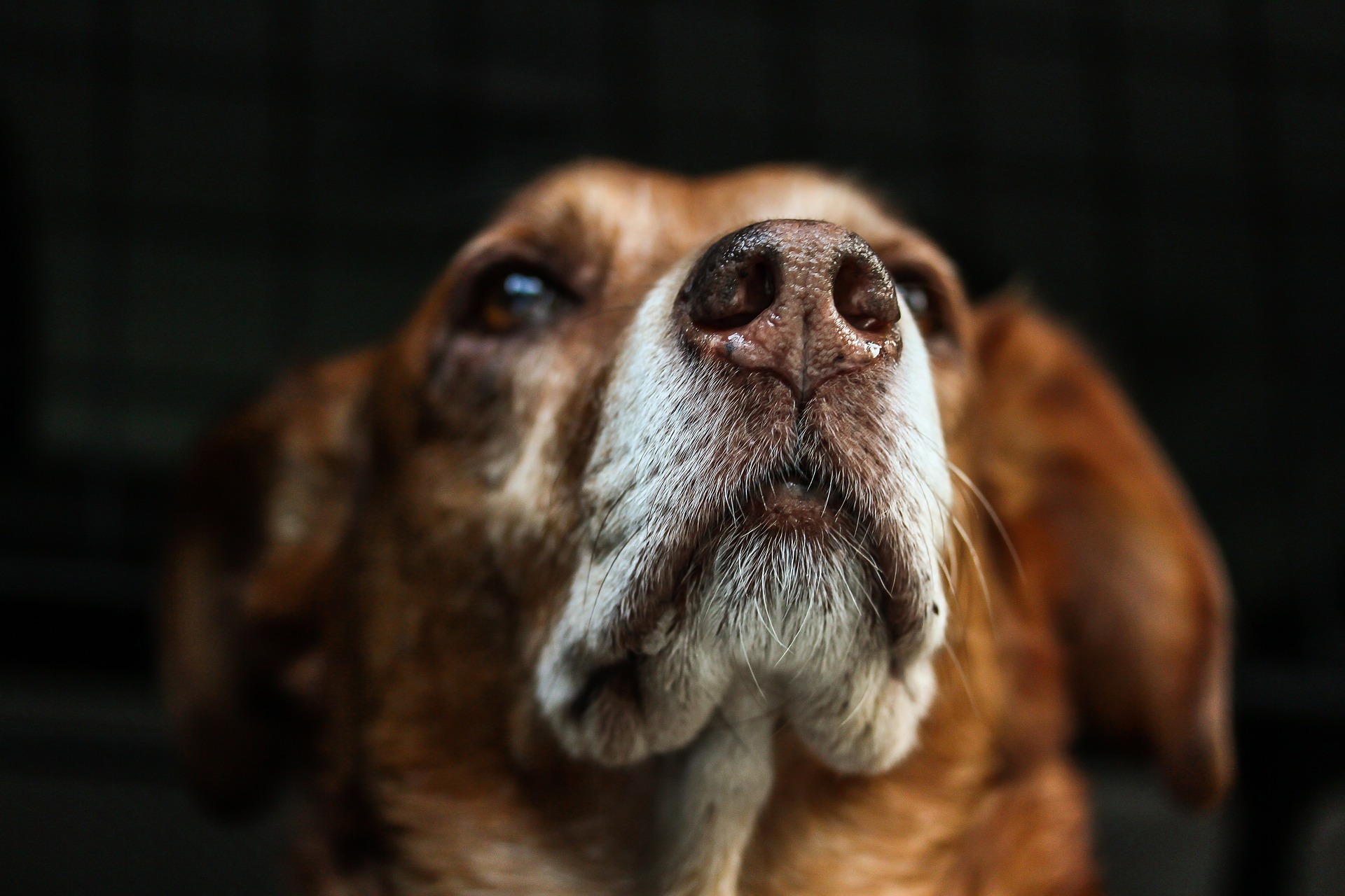 dog-gdd0517e9b_1920