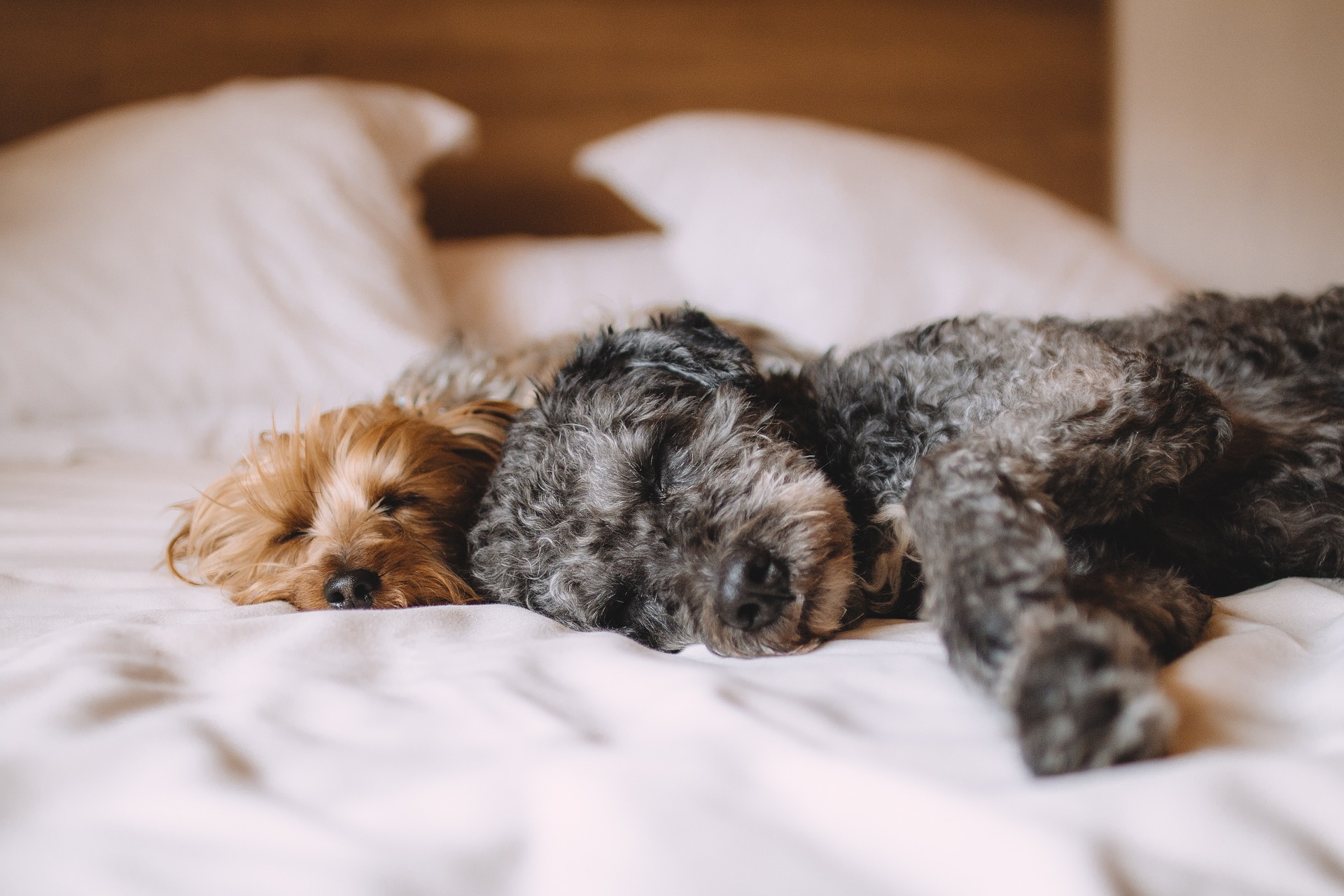 dogs-gca389d9a2_1920
