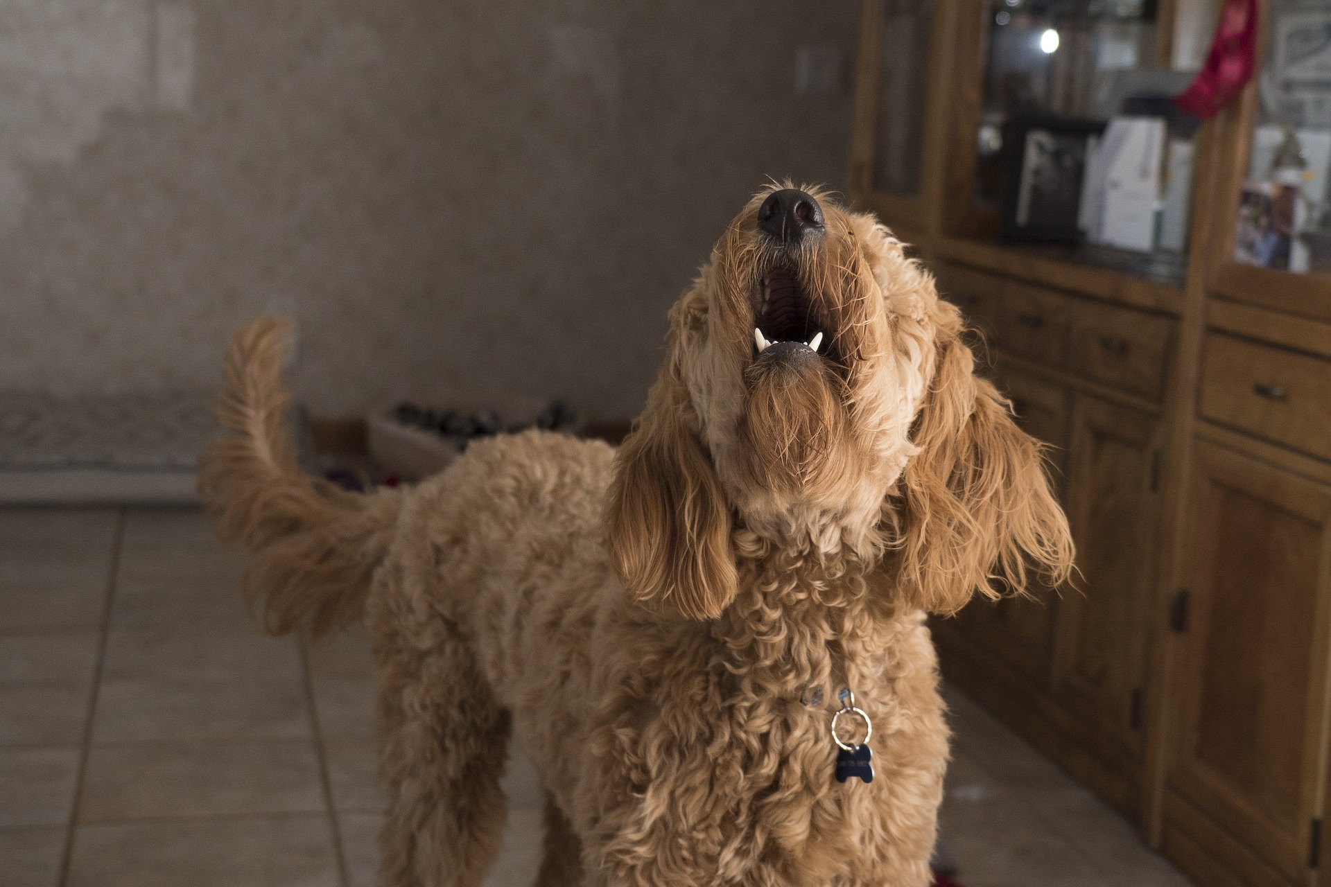 doodle-barking-g99acbe5f3_1920