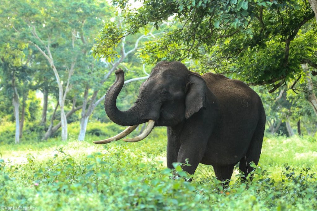 elephant-3