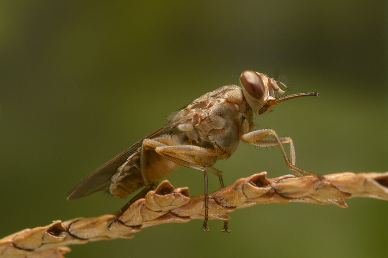 fly