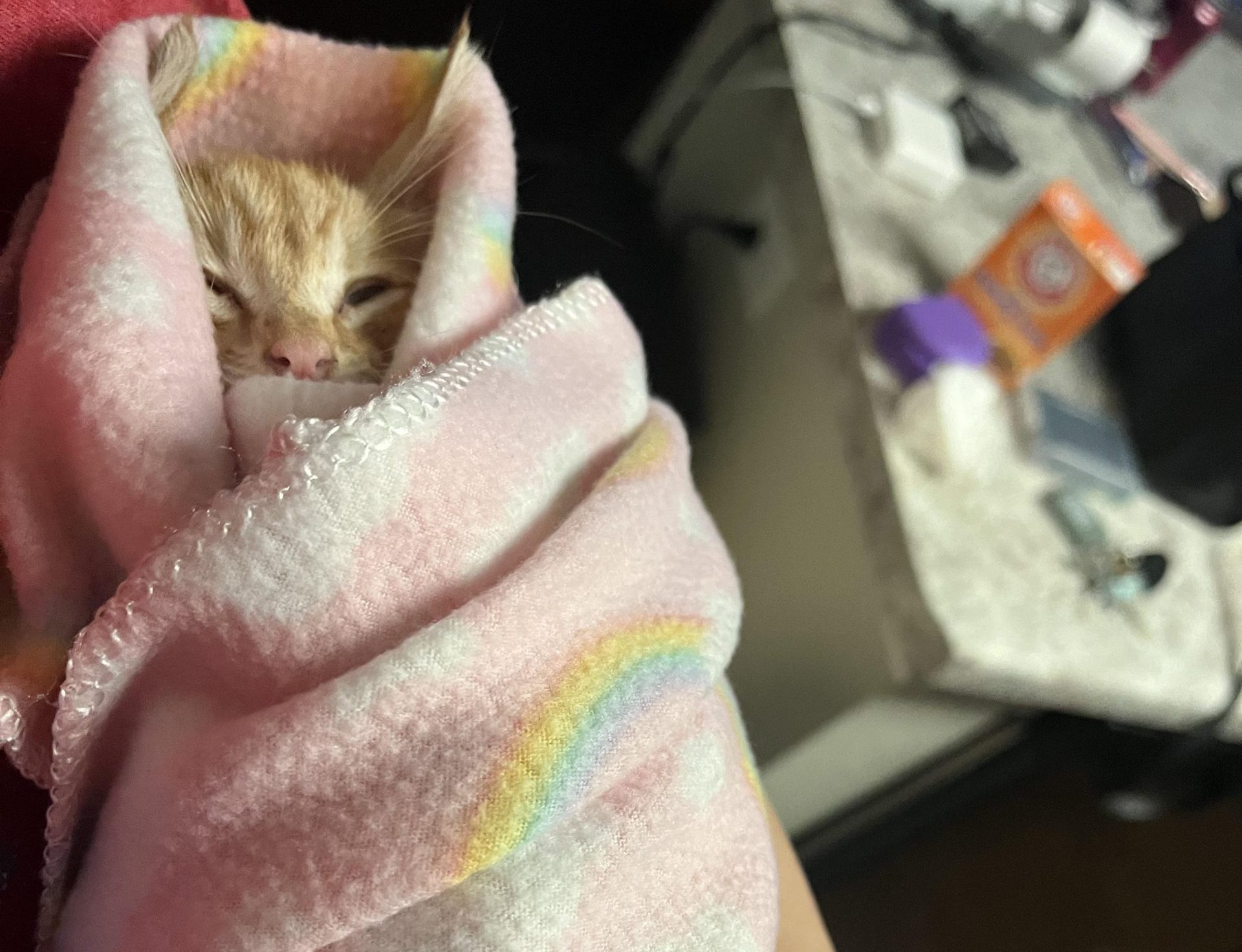 found-him-at-work-now-hes-home-and-swaddled-his-name-is-v0-nj3ktqtuz2b91