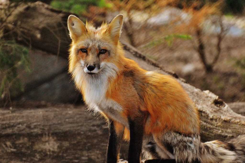 fox