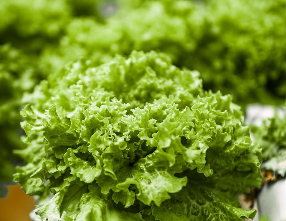 free-photo-of-food-salad-healthy-vegetables