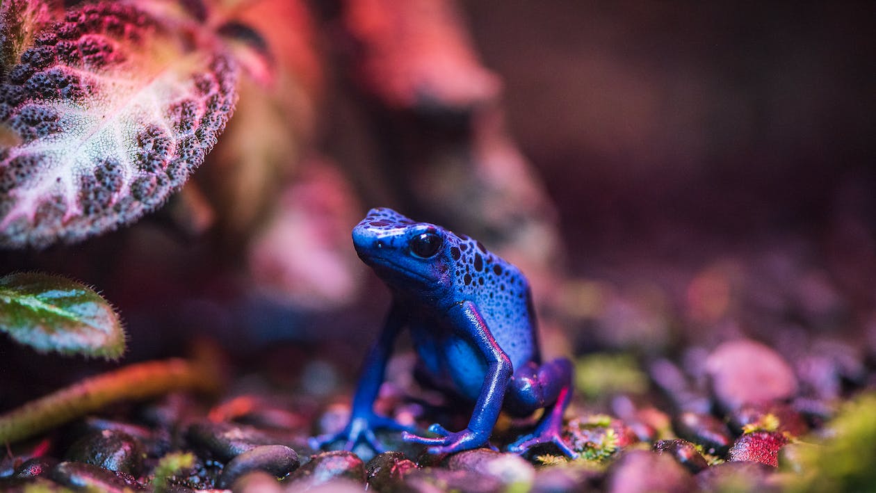 frog
