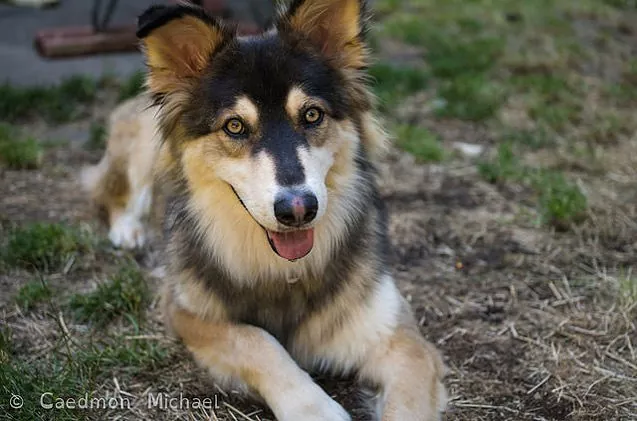 gerberian-shepsky