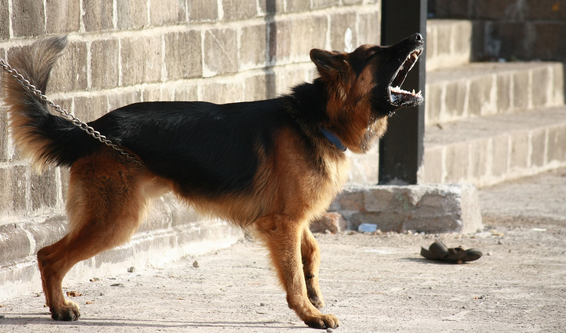 german-shepherd-g7728d313d_1920