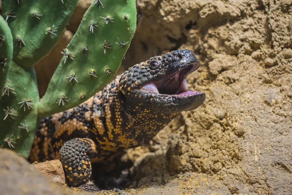gila-monster