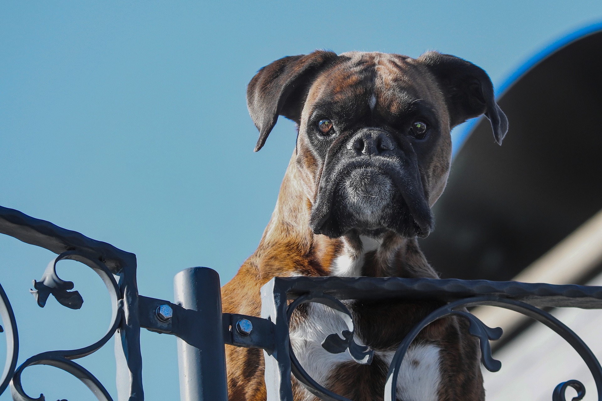 guard-dog-ga6c81f425_1920