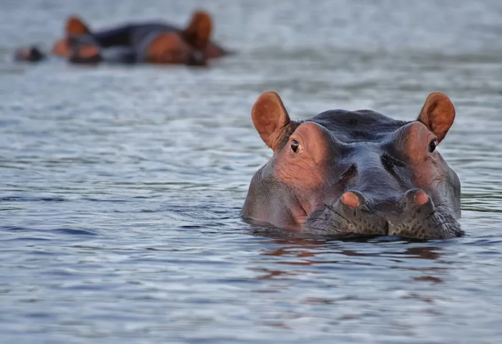 hippo-2