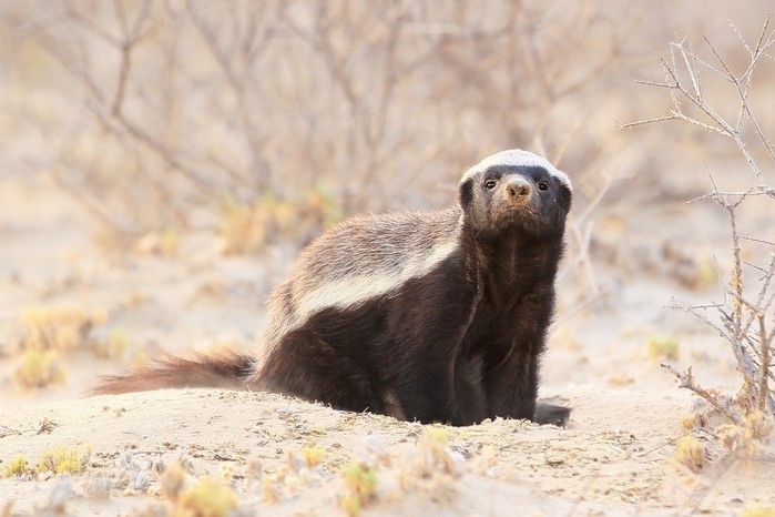honey-badger-sniffing-the-air