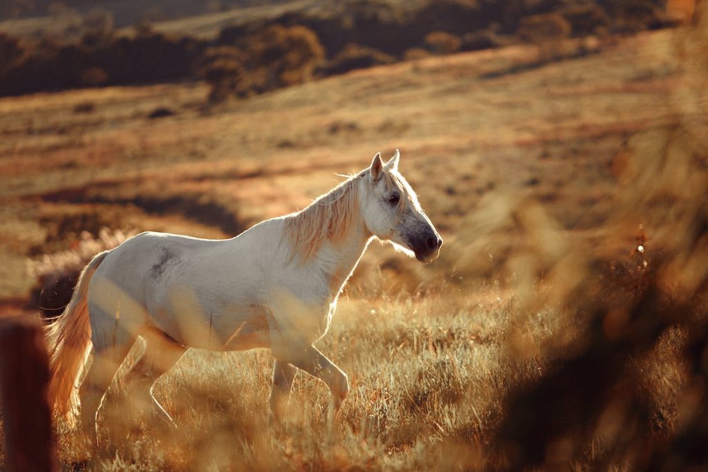 horse