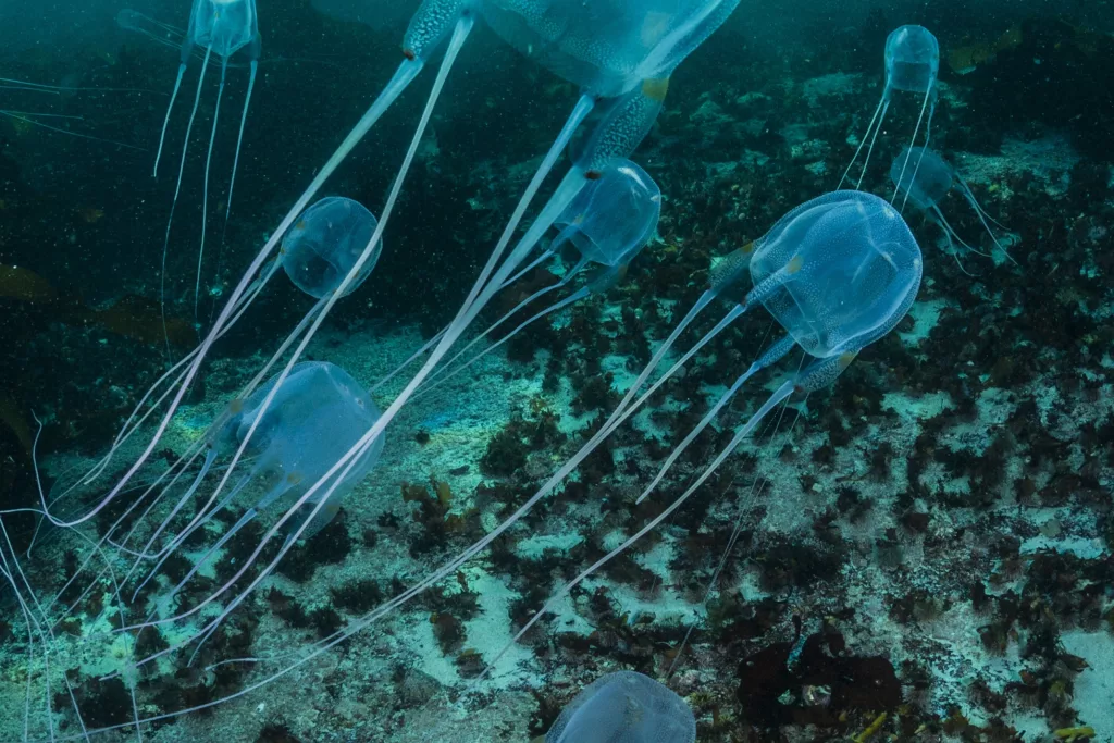 jellyfish