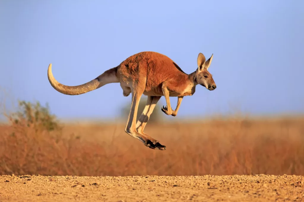 kangaroo
