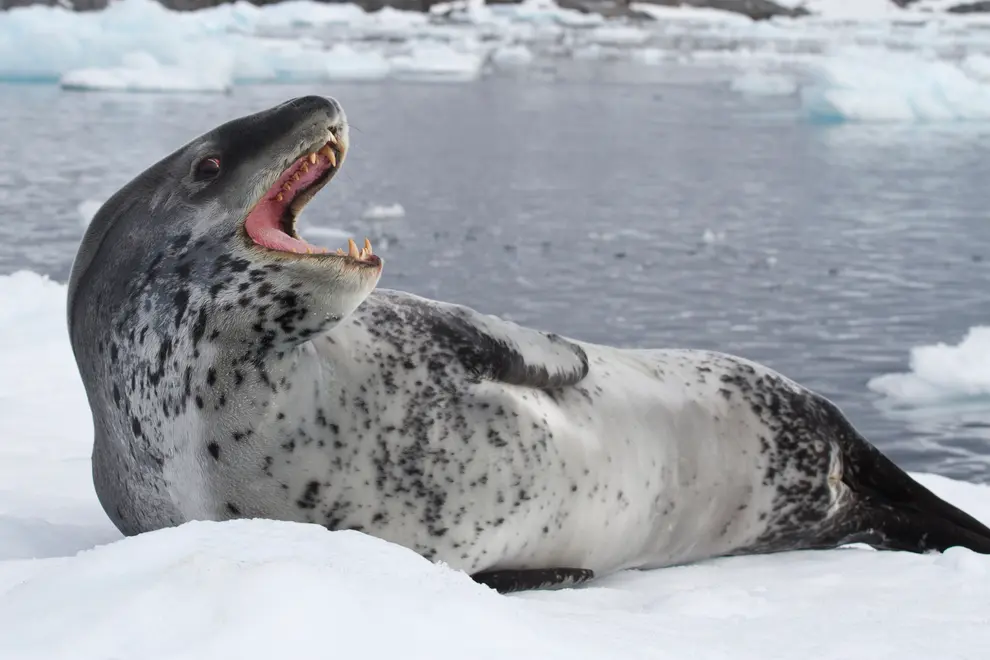 leopard-seal