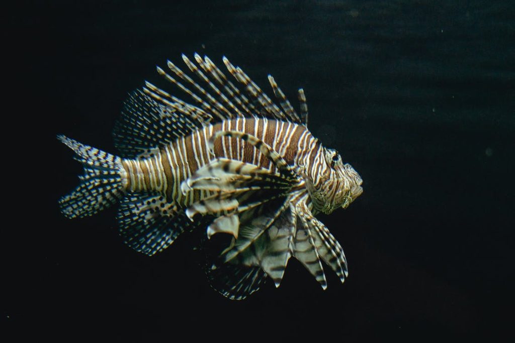 lionfish