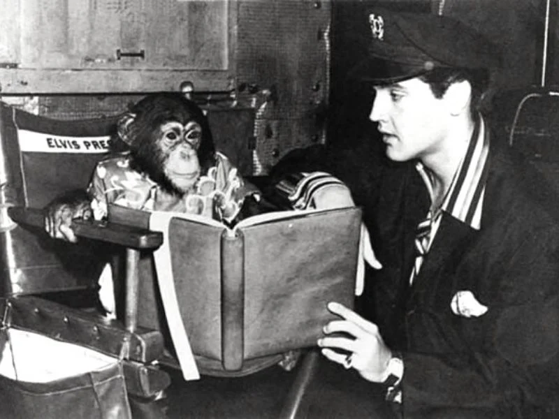 monkey
